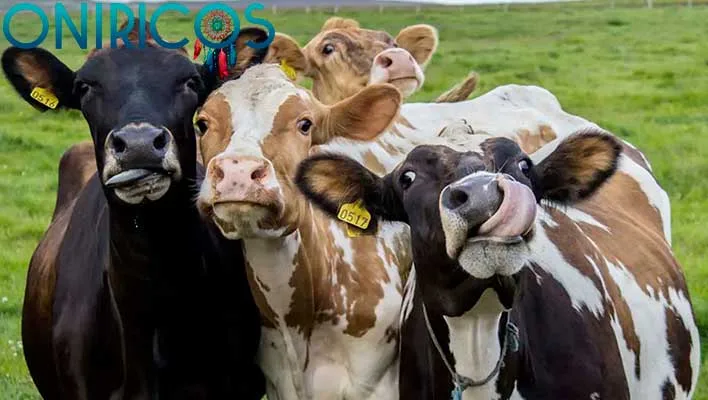 Soñar con vacas