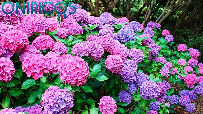 significado de Soñar con hortensias