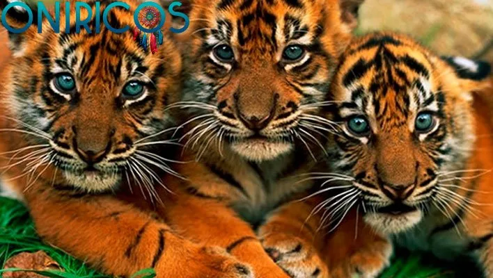 soñar con cachorros de tigre - oniromancia