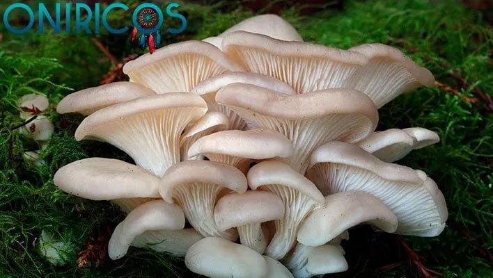 soñar con setas y hongos - oniricos