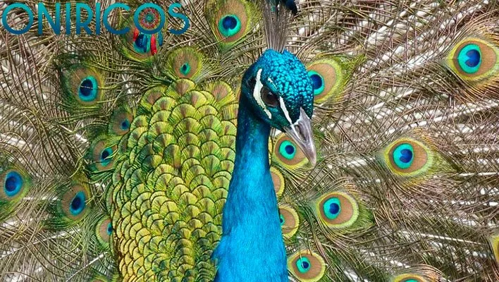 soñar con un pavo real - oniromancia