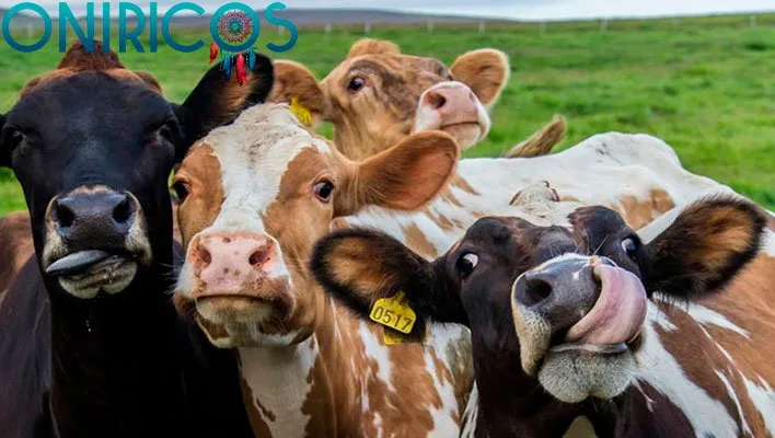 soñar con vacas - oniromancia