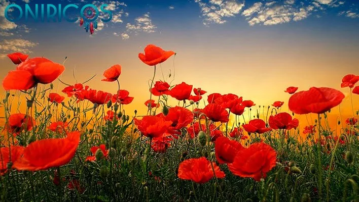 significado de soñar con amapolas