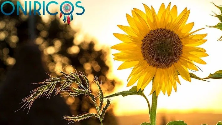 el color amarillo en los sueños - oniromancia