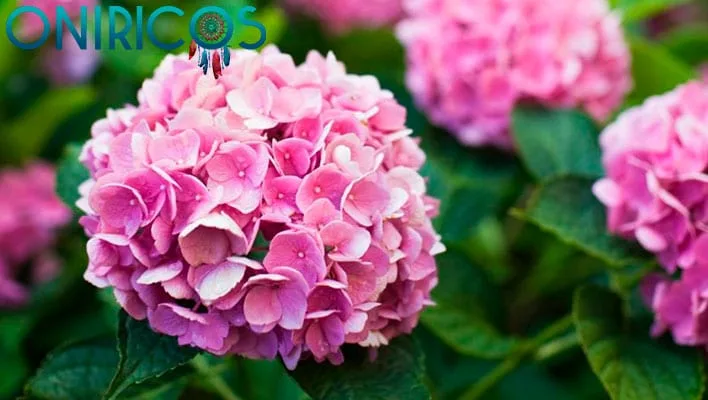 significado de Soñar con muchas hortensias