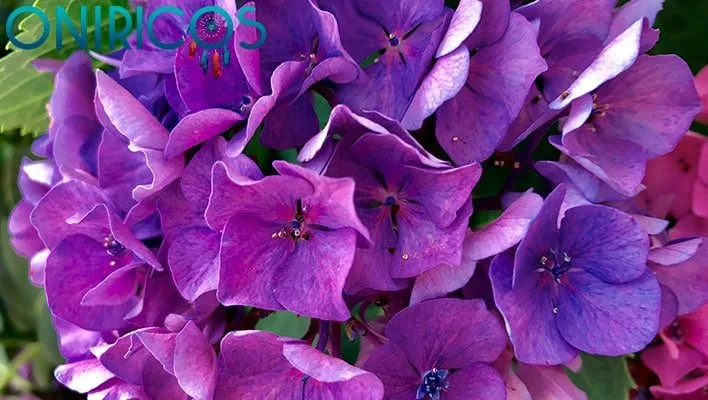 significado de Soñar con pétalos de hortensia
