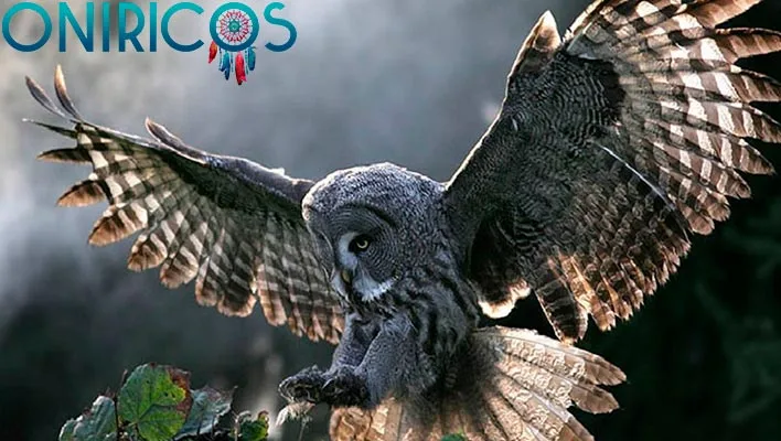 sonar con búho - oniromancia