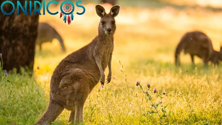 soñar con canguro - oniromancia