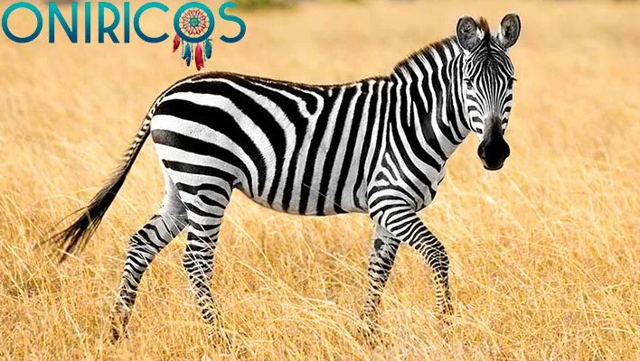 soñar con cebras - oniromancia
