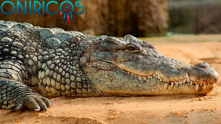 soñar con cocodrilo - oniromancia