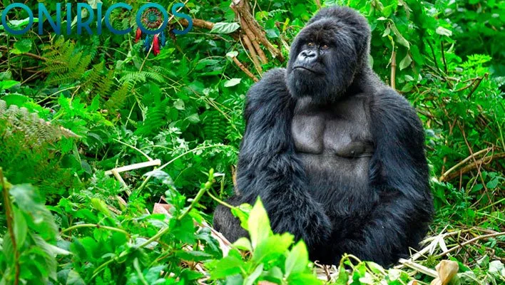 soñar con gorilas - oniromancia