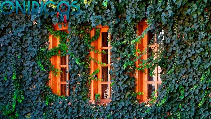 soñar con hiedra - oniromancia