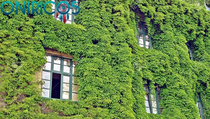 soñar con hiedra y plantas trepadoras - oniromancia