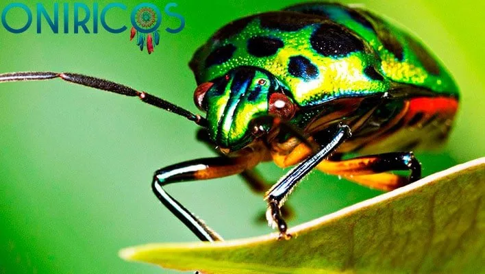 soñar con insectos - oniromancia