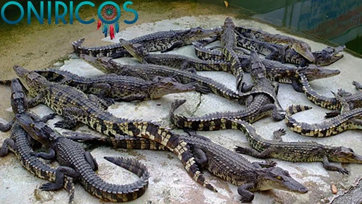 soñar con muchos cocodrilos - oniromancia