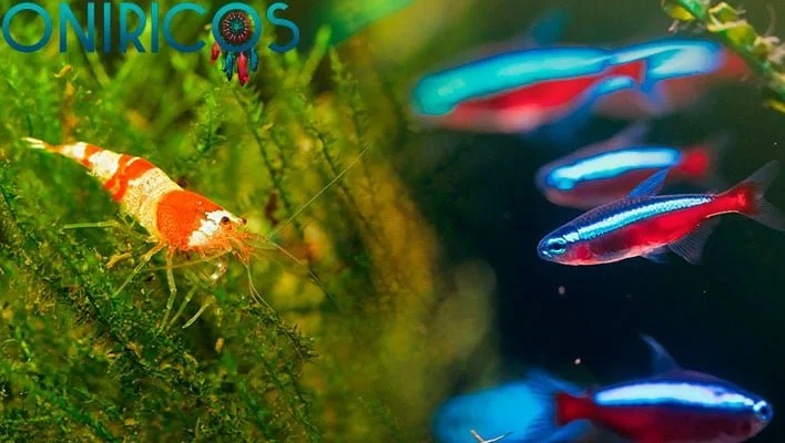 soñar con peces en el acuario - oniromancia
