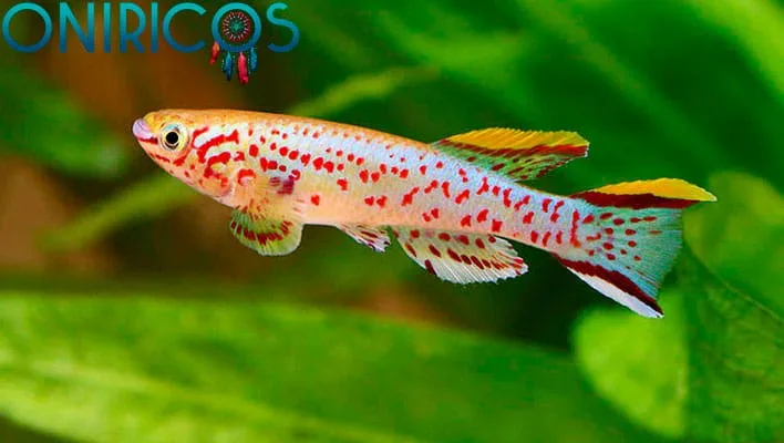 soñar con peces - oniromancia