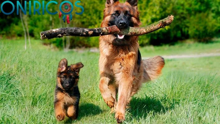 soñar con perros con juguetes - oniromancia