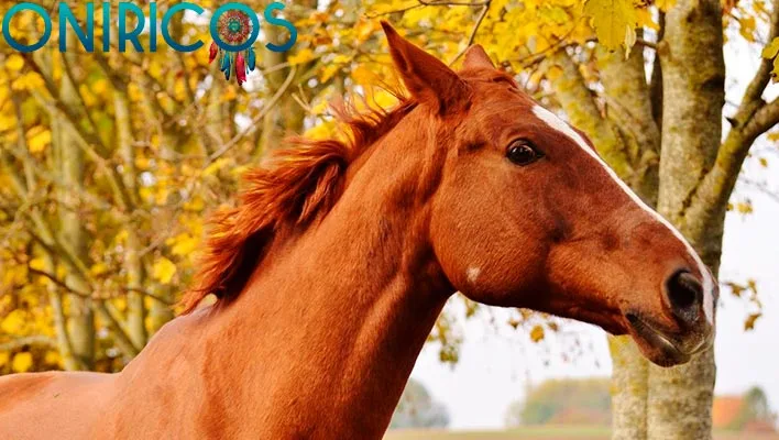 soñar con un caballo - oniromancia