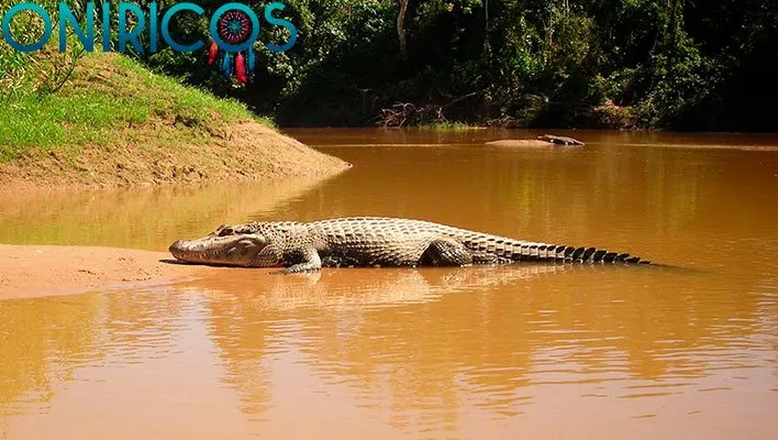 soñar con un caiman - oniromancia