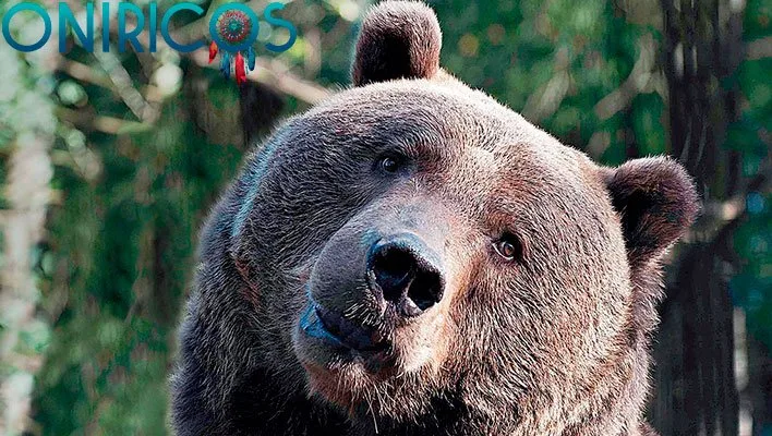 soñar con un oso - oniromancia