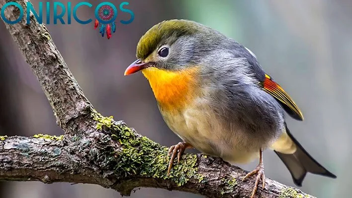 soñar con un ruiseñor - oniromancia