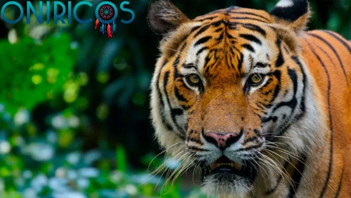 soñar con un tigre - oniromancia