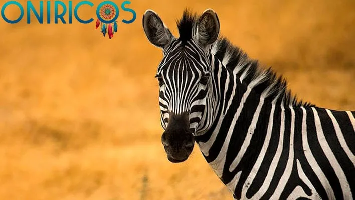 soñar con una cebra - oniromancia