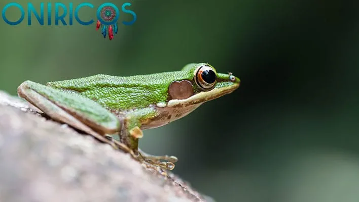 soñar con una rana - oniromancia
