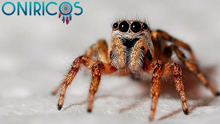 significado de Soñar con arañas peludas