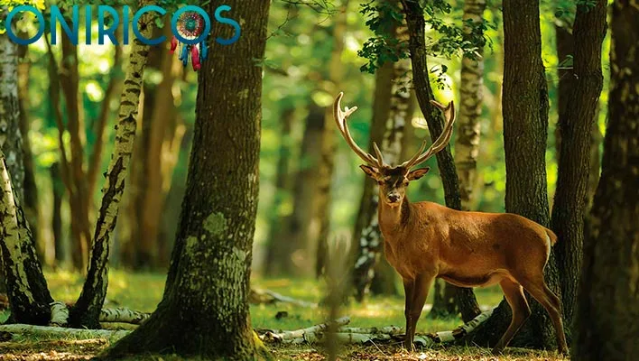 significado de Soñar con bosque con animales