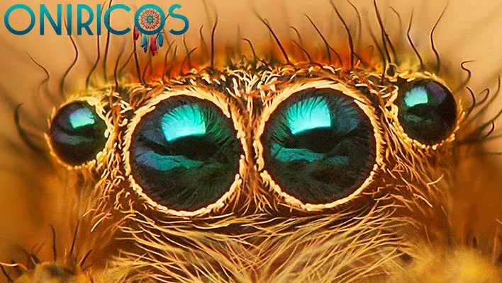 significado de Soñar con muchas arañas