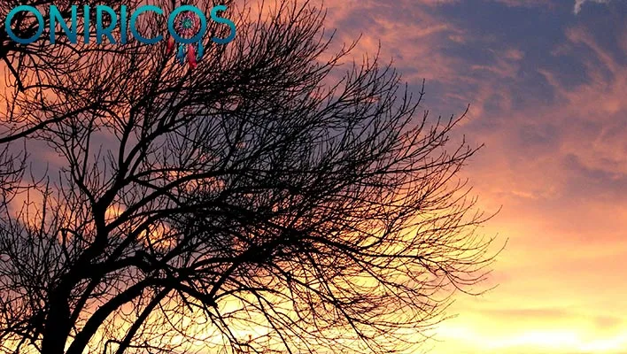 significado de Soñar con árboles sin hojas