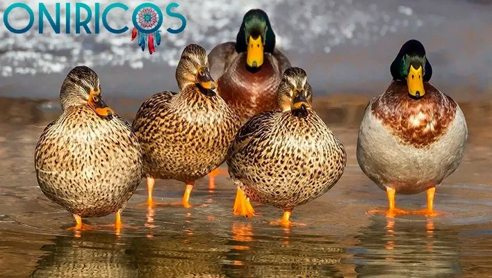 soñar con patos - oniricos