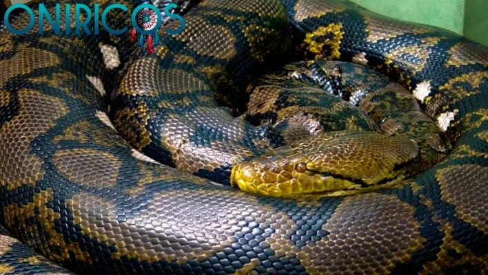 soñar con serpientes grandes - Oniromantes