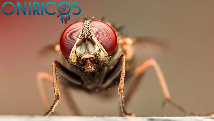 soñar con ahuyentar moscas - oniromancia