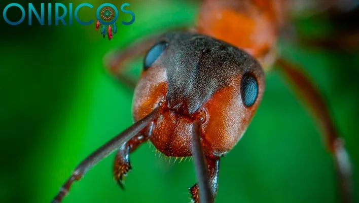 soñar con hormigas en la cama - oniromancia