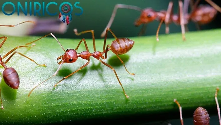 soñar con hormigas que pican - oniromancia