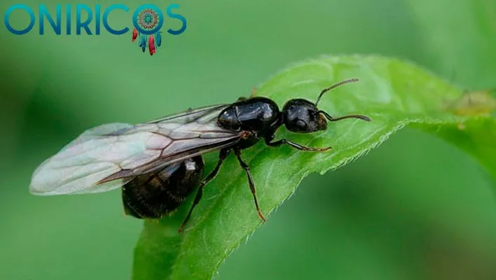 soñar con hormigas voladoras - oniromancia