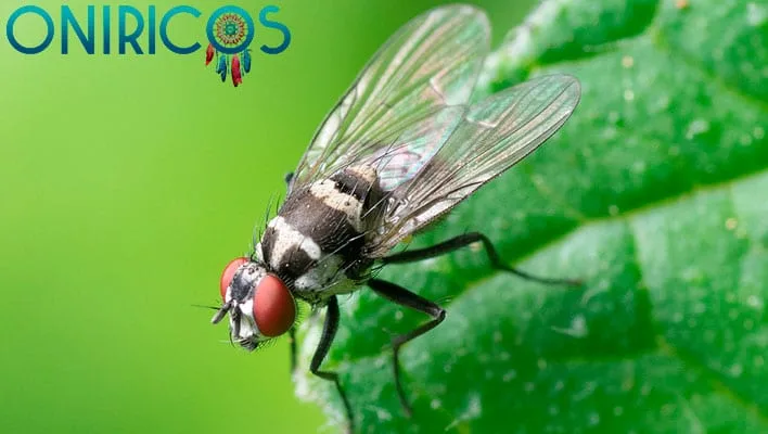 soñar con moscas en la boca - oniromancia