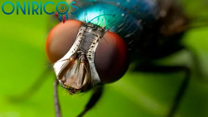 soñar con moscas - oniromancia