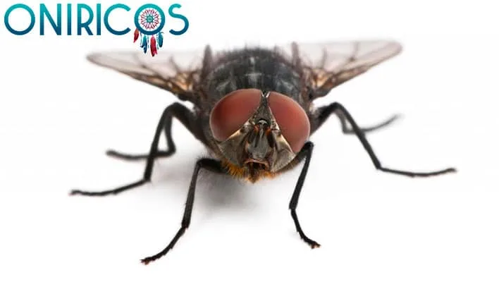 soñar con plaga de moscas - oniromancia