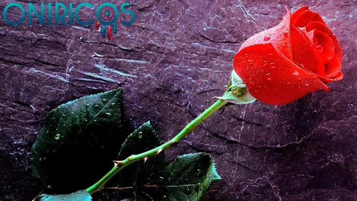 soñar con rosas rojas con espinas - oniromancia