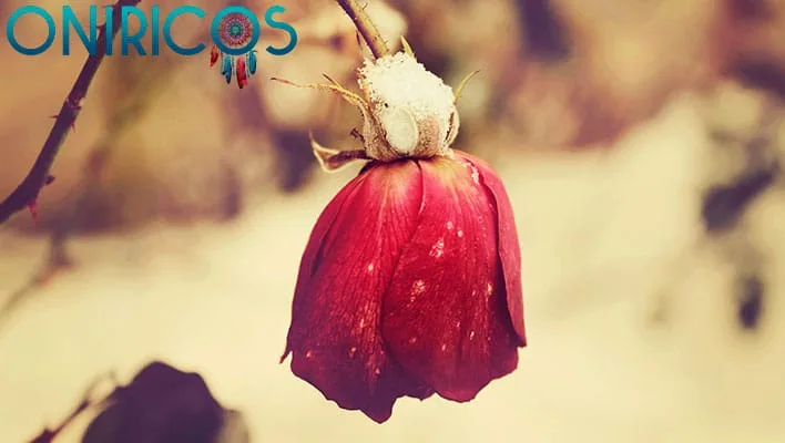 soñar con rosas rojas marchitas - oniromancia