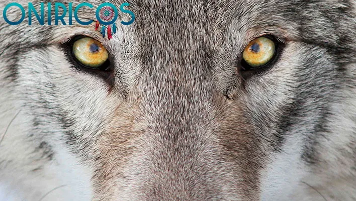 soñar que te persiguen animales salvajes - oniromancia