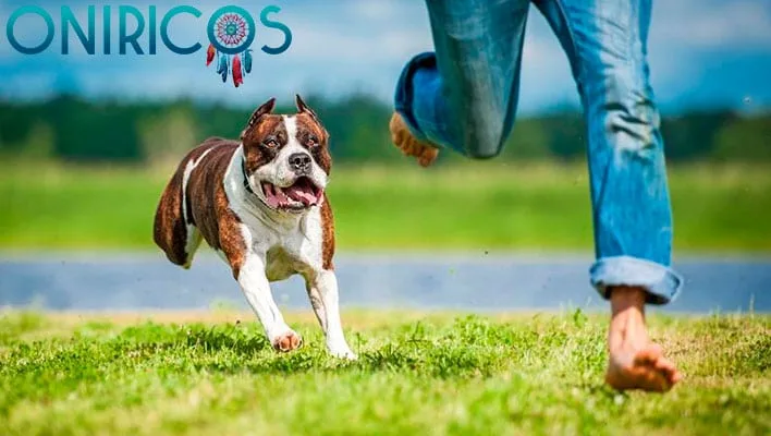 soñar que te persiguen perros - oniromancia