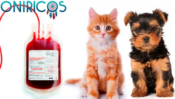 soñar con sangre de animal - oniromancia