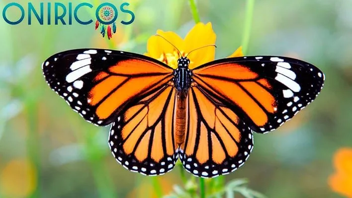 soñar que una mariposa se posa sobre ti - oniromancia