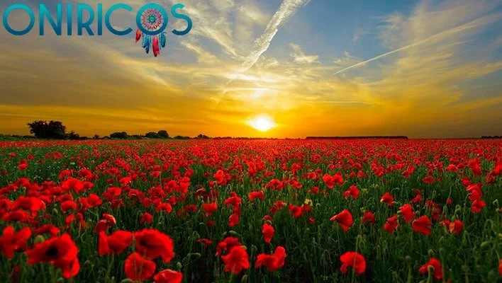 soñar con amapolas - oniromancia
