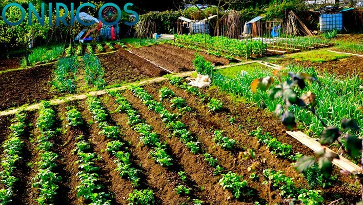 soñar con huerta o huerto - oniromancia